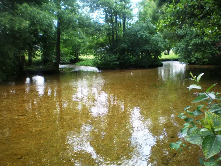 Srovė